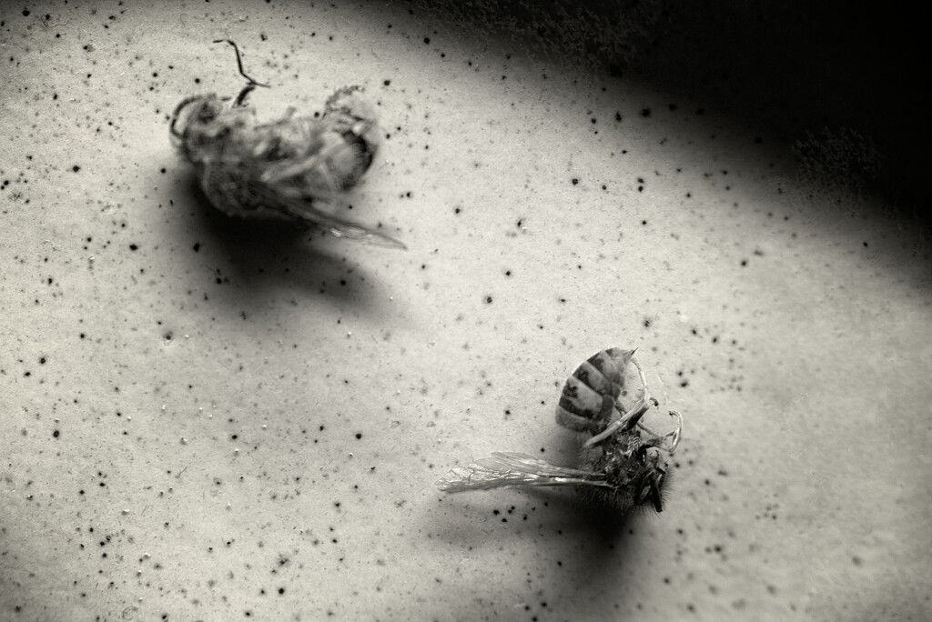 Insects by jjjordan