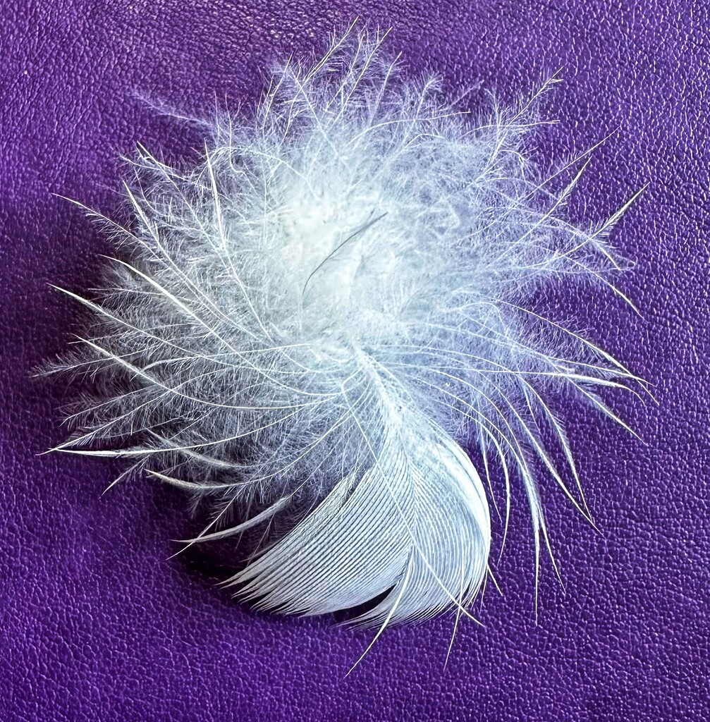 Feather  by joluisebeth