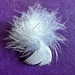 Feather  by joluisebeth