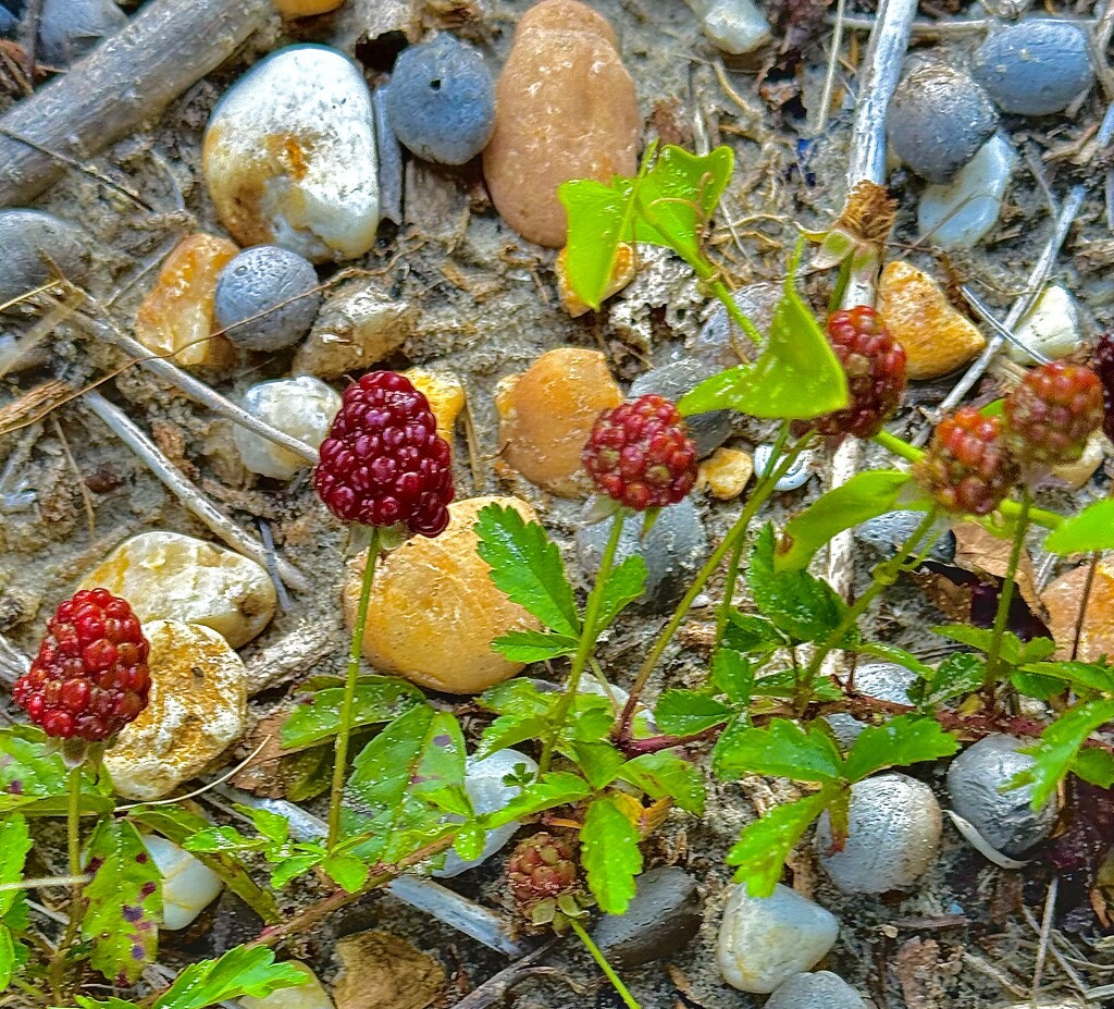 Wild berries by congaree