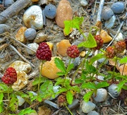 24th Apr 2024 - Wild berries