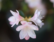 15th Apr 2024 - Bonsai azelea bloom