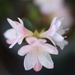 Bonsai azelea bloom by happyteg