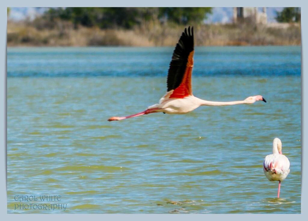 Speedbird,Greater Flamingo by carolmw