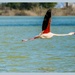 Speedbird,Greater Flamingo