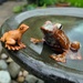 frog25 by kametty