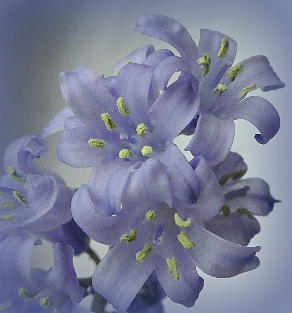 Bluebells from my Garden.  by wendyfrost