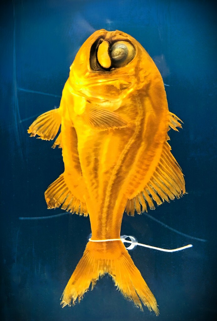 Finding Nemo by photohoot