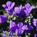 4 24 Texas Sage flowers