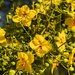 4 24 Palo Verde Flowers by sandlily