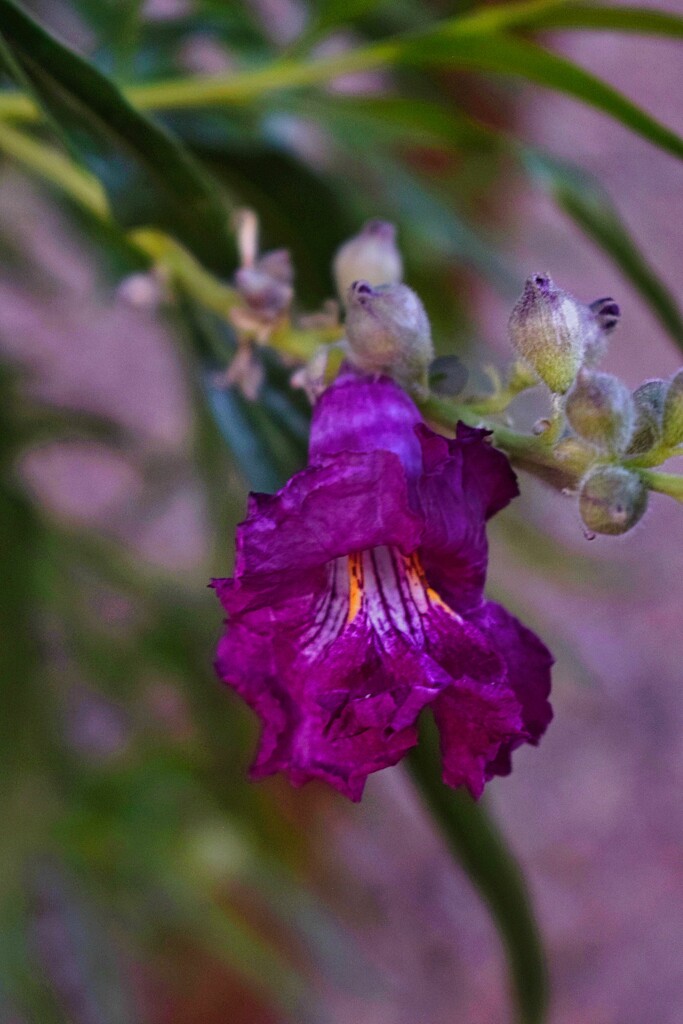 4 24 Desert Willow is blooming by sandlily