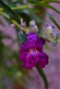 24th Apr 2024 - 4 24 Desert Willow is blooming