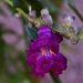 4 24 Desert Willow is blooming by sandlily