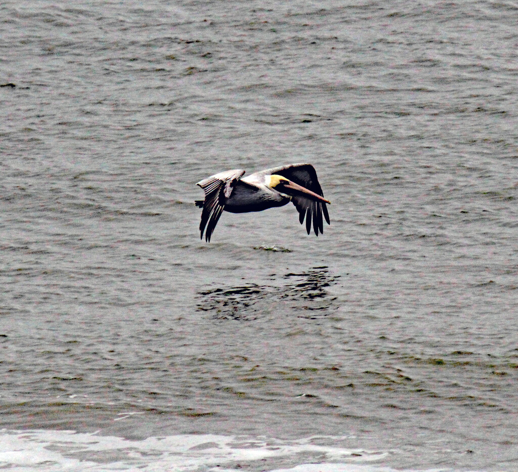 March 1 Pelican Over Foam IMG_8461AAA by georgegailmcdowellcom