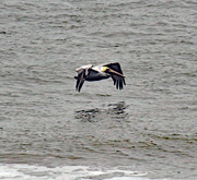 1st Mar 2024 - March 1 Pelican Over Foam IMG_8461AAA