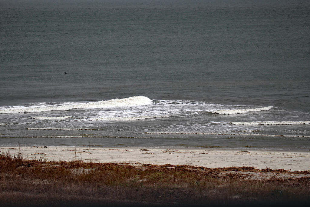 March 2 Beach With Dolphin IMG_8516AAA by georgegailmcdowellcom