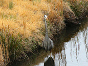 3rd Mar 2024 - March 3 Heron Looking At Me IMG_8530AAA