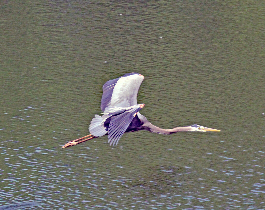 April 23 Heron Powering Up IMG_9250AAA by georgegailmcdowellcom