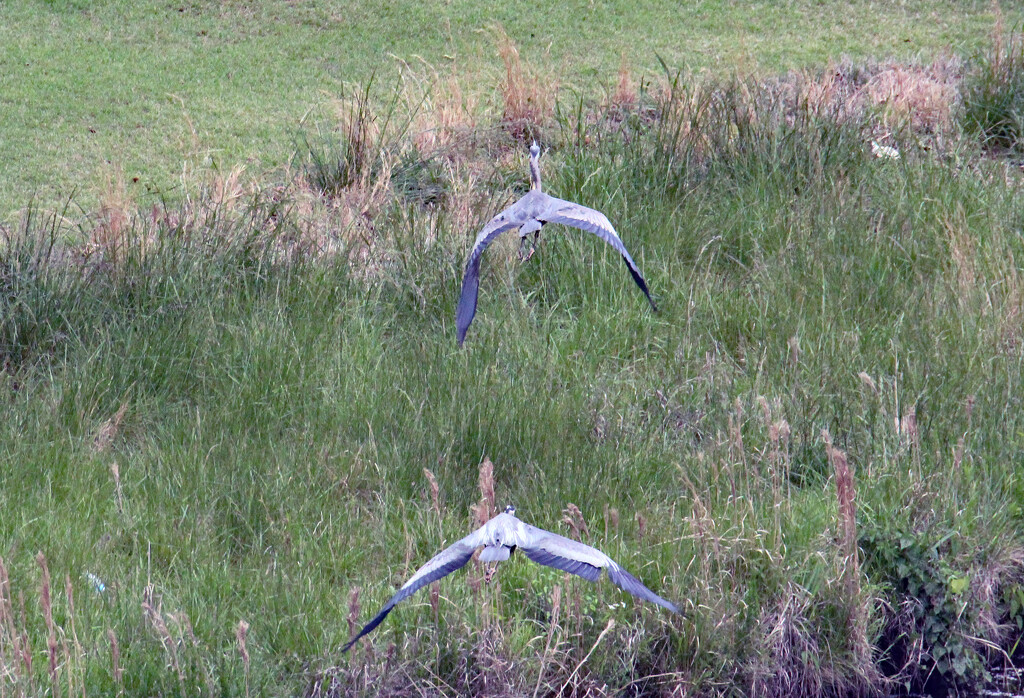 April 24 Herons 2 The Chase Gets Closer IMG_9257AAA by georgegailmcdowellcom