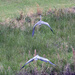 April 24 Herons 2 The Chase Gets Closer IMG_9257AAA