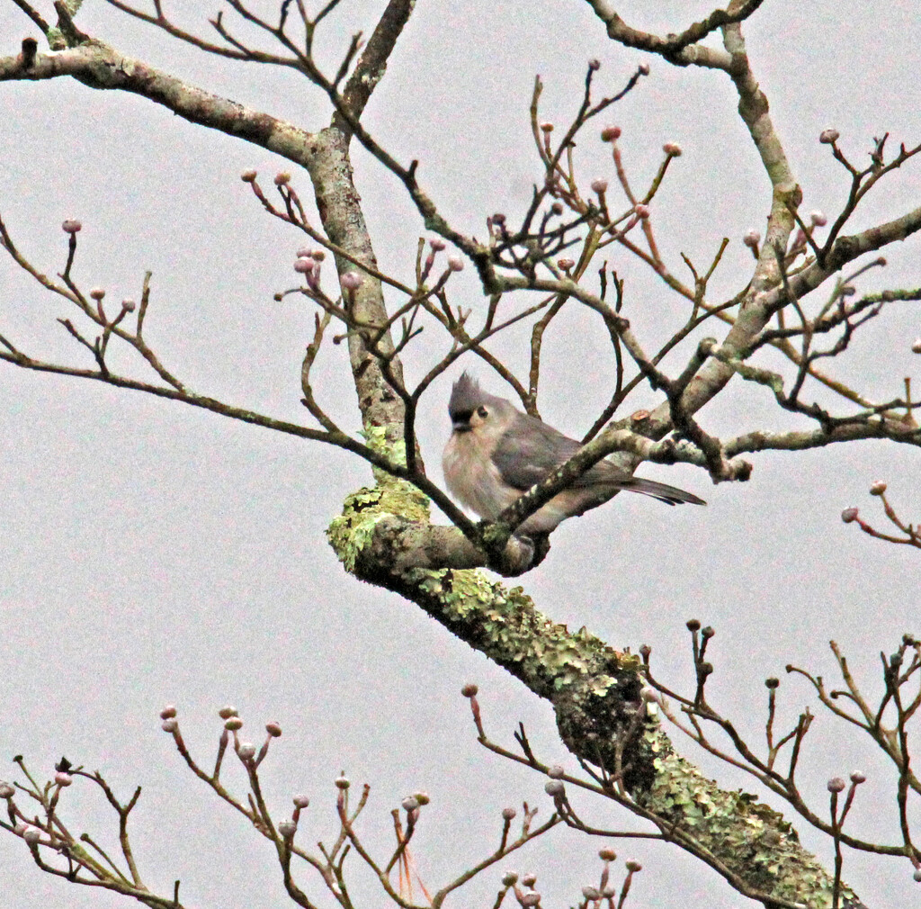 March 6 Tufted Titmouse IMG_8555AAA by georgegailmcdowellcom