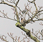 6th Mar 2024 - March 6 Tufted Titmouse IMG_8555AAA