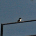 March 7 Kingfisher IMG_8567AAA by georgegailmcdowellcom