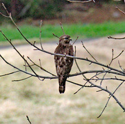 8th Mar 2024 - March 8 Hawk Head Detail IMG_8618AAA