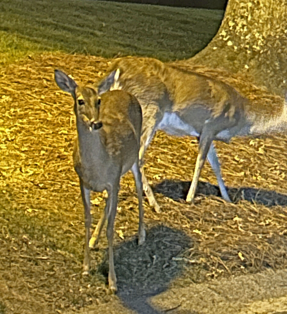March 26 Deer Only 10 Feet From My Open Window IMG_9963AAA by georgegailmcdowellcom