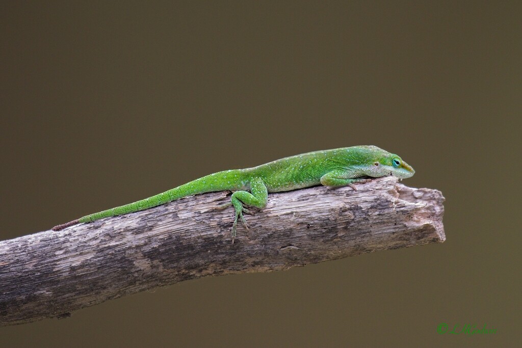 LHG_9618 green Anole resting  by rontu