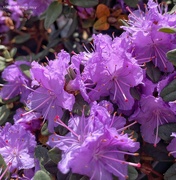 25th Apr 2024 - Another dwarf Rhododendron 