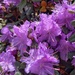 Another dwarf Rhododendron  by craftymeg