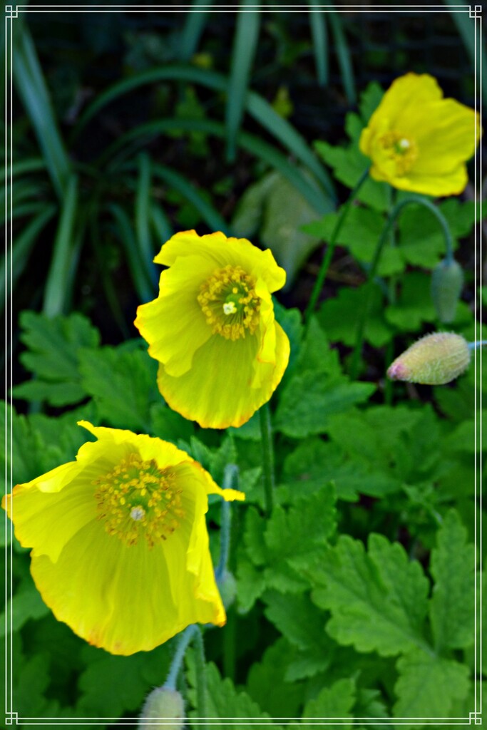 Welsh Poppy ,  by beryl