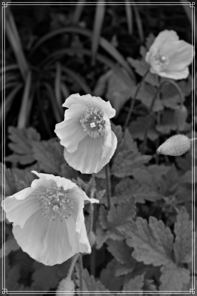 Pretty in black and white  by beryl
