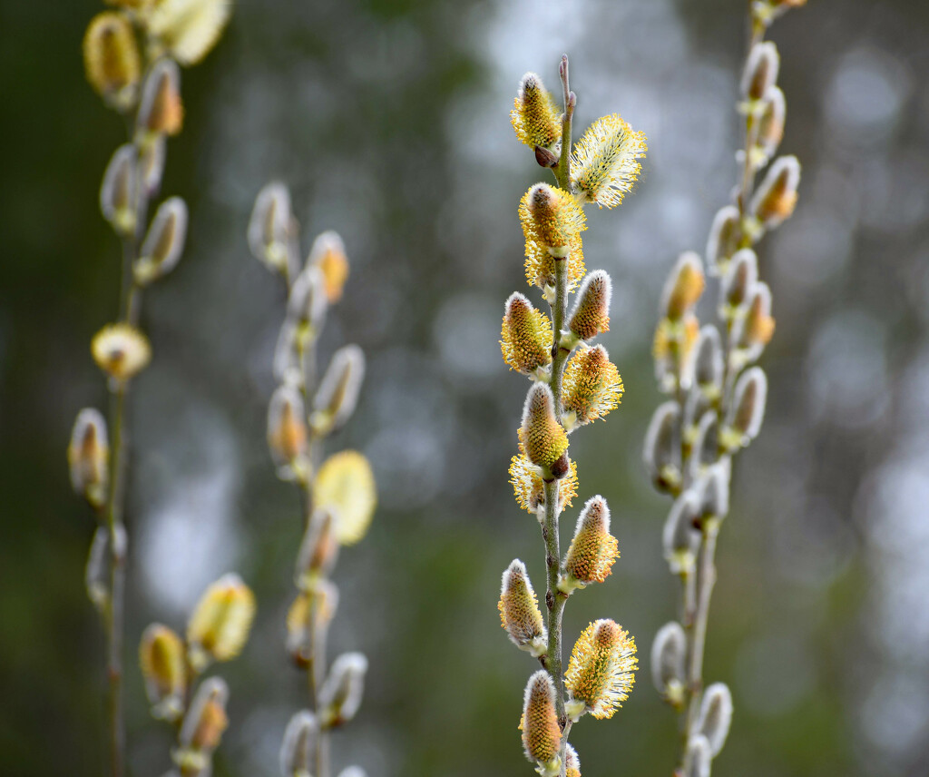 Catkins On The Willow by paintdipper
