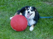 25th Apr 2024 - Jarvis and his new ball