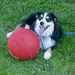 Jarvis and his new ball by mtb24