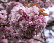 25th Apr 2024 - Spring Blossom