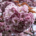 Spring Blossom by pcoulson