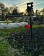 25th Apr 2024 - Evening at the allotment