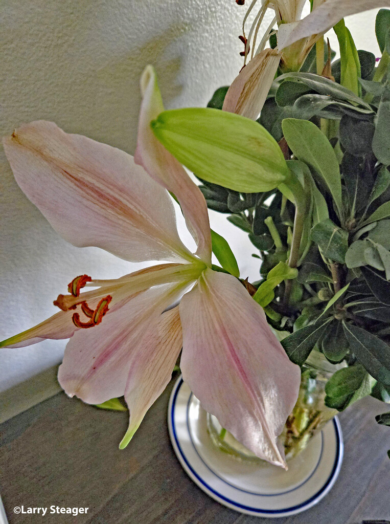 Lily by larrysphotos