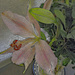 Lily artistic by larrysphotos