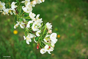 25th Apr 2024 - Crabapple blooms