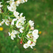 Crabapple blooms