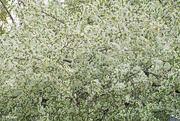 25th Apr 2024 - Crabapple in full bloom