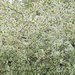Crabapple in full bloom by larrysphotos