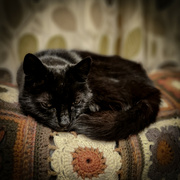 25th Apr 2024 - Sleeping cat