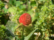 25th Apr 2024 - Wild Strawberry in Office Parking Lot