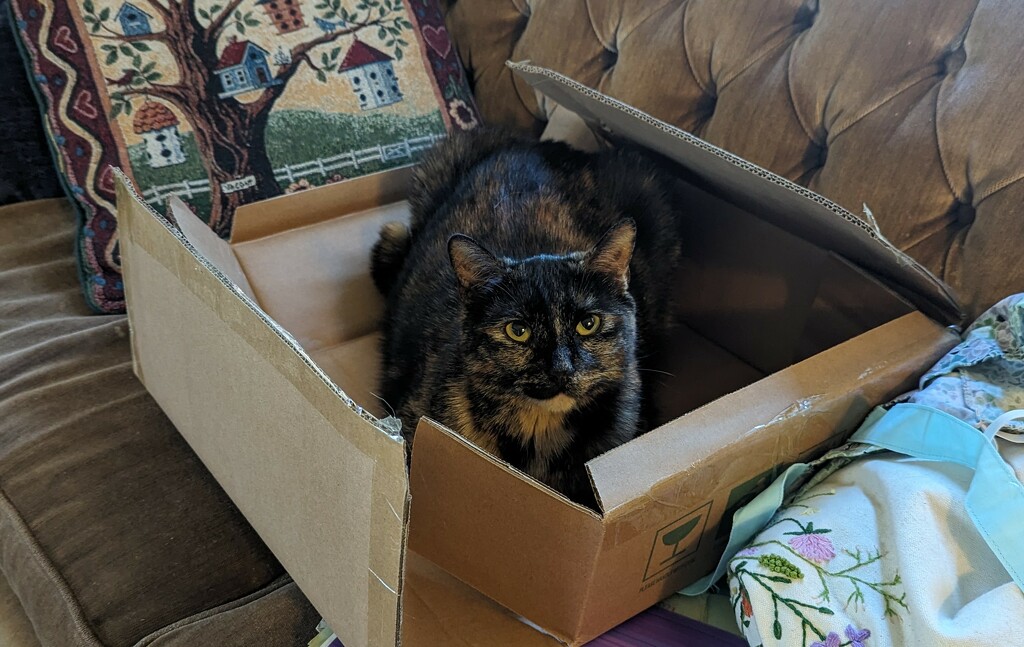 I found a box by julie