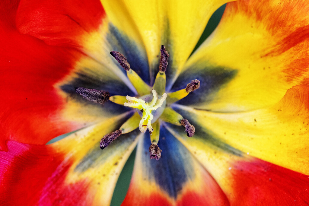 Psychedelic Lily by pdulis